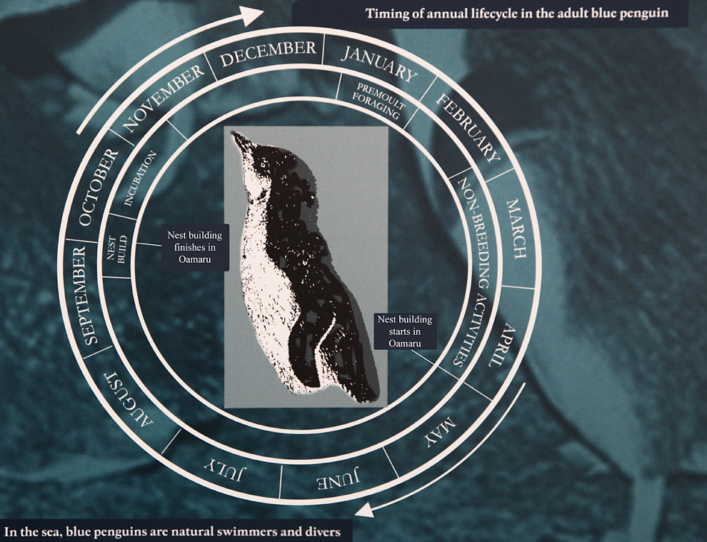 Jahreszyklus der Blauen Pinguine